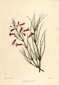 Fountainbush or Firecracker Plant, Russelia Equisetiformis by Unknown